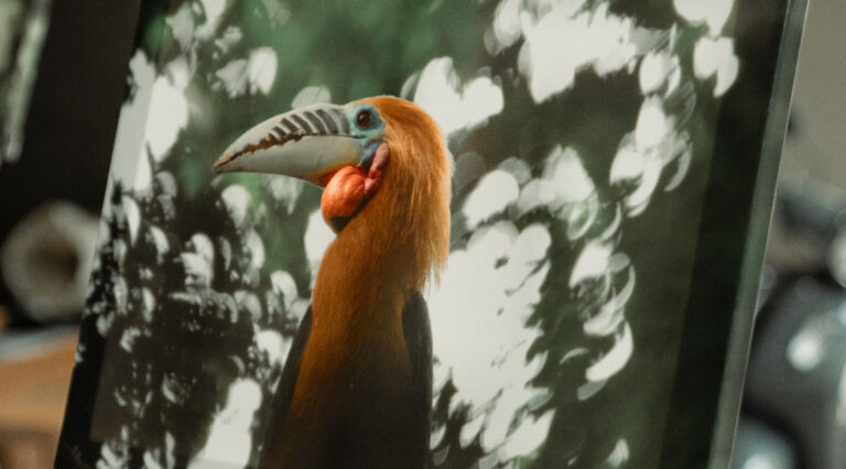 เทศกาลนกเงือก Hornbill Fest 2025 WONDERFUL NEST การอนุรักษ์เริ่มต้นได้จากจุดเล็กๆ ที่ตัวเรา