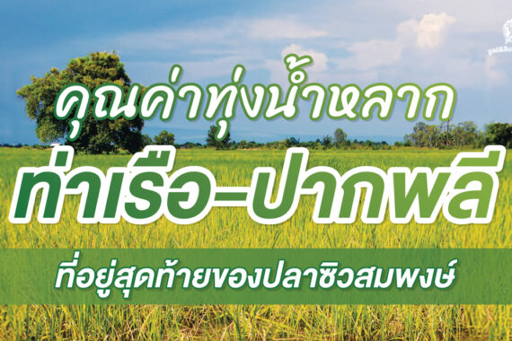 คุณค่าทุ่งน้ำหลาก ท่าเรือ-ปากพลี ที่อยู่สุดท้ายของปลาซิวสมพงษ์