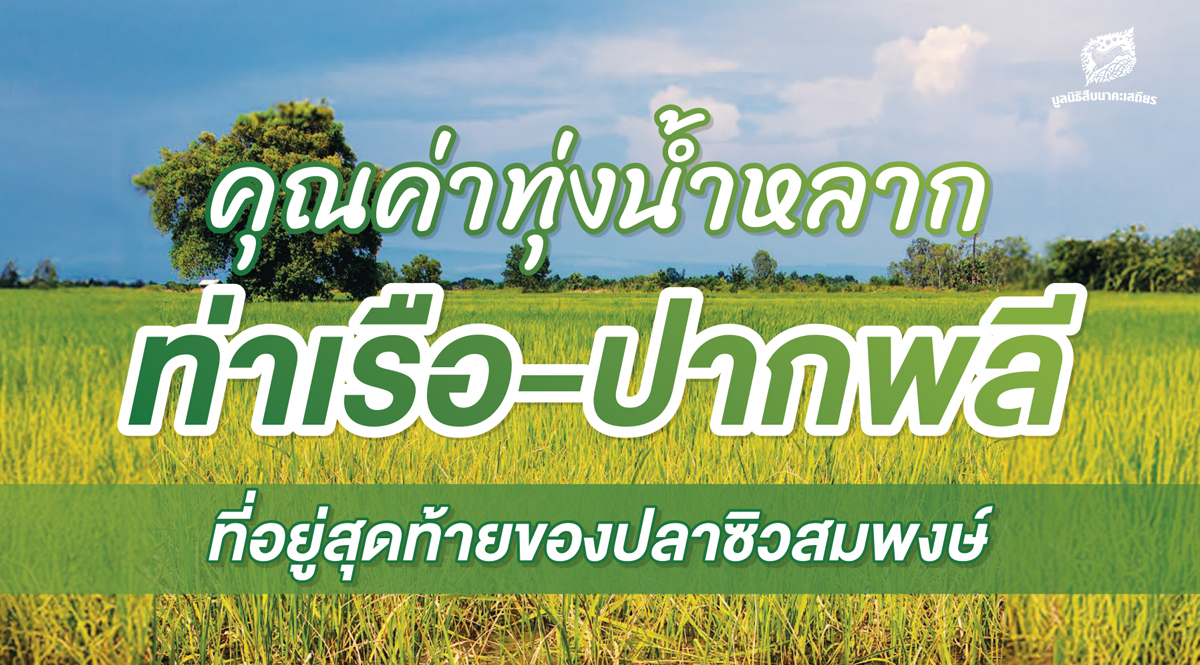 คุณค่าทุ่งน้ำหลาก ท่าเรือ-ปากพลี ที่อยู่สุดท้ายของปลาซิวสมพงษ์