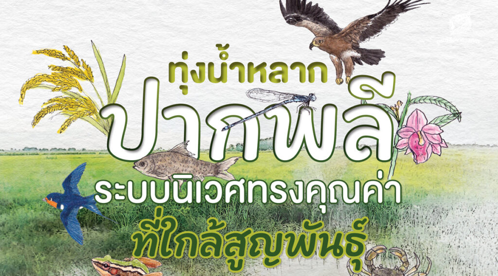 ทุ่งน้ำหลากปากพลี ระบบนิเวศทรงคุณค่าที่ใกล้สูญพันธุ์