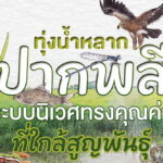 ทุ่งน้ำหลากปากพลี ระบบนิเวศทรงคุณค่าที่ใกล้สูญพันธุ์