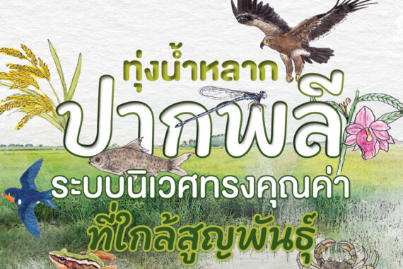 ทุ่งน้ำหลากปากพลี ระบบนิเวศทรงคุณค่าที่ใกล้สูญพันธุ์
