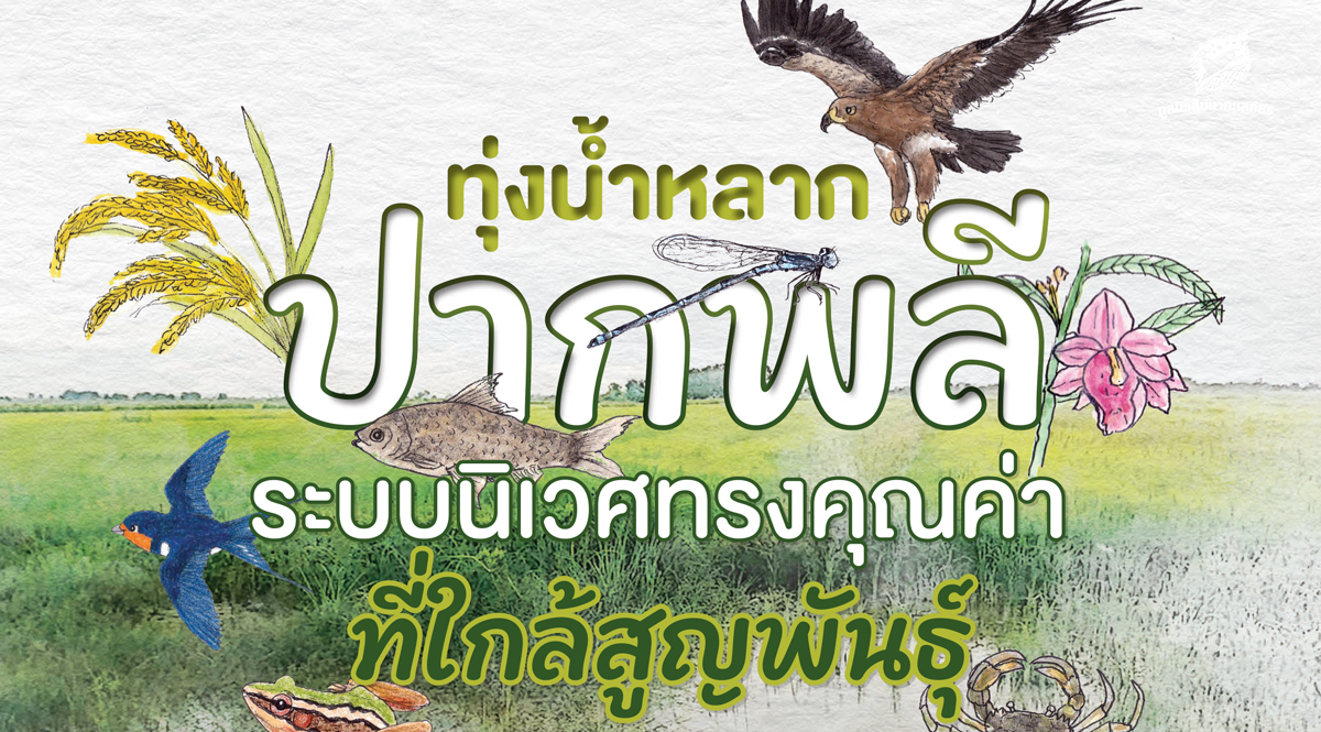 ทุ่งน้ำหลากปากพลี ระบบนิเวศทรงคุณค่าที่ใกล้สูญพันธุ์