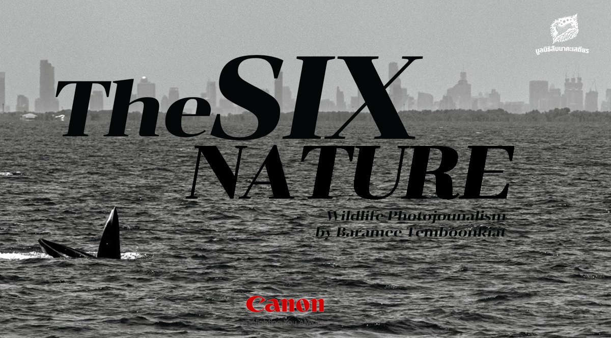 TheSixNature หลากหลายเรื่องราวของสัตว์ป่า (รำลึก 35 ปี สืบ นาคะเสถียร)
