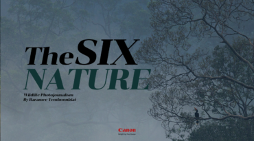 TheSixNature หลากหลายเรื่องราวของสัตว์ป่า (รำลึก 35 ปี สืบ นาคะเสถียร)