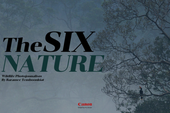 TheSixNature หลากหลายเรื่องราวของสัตว์ป่า (รำลึก 35 ปี สืบ นาคะเสถียร)