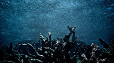 จุดเปลี่ยนของระบบนิเวศบนโลก เรากำลังผ่านวันที่ไม่อาจหวนคืน และฟื้นฟูสิ่งแวดล้อมได้อีกแล้ว