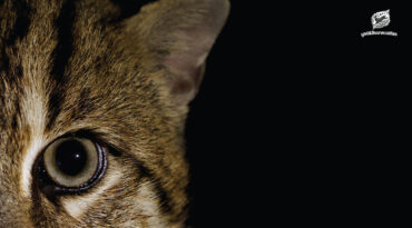 ถอดบทเรียนโครงการส่งเสริมการอนุรักษ์เสือปลาโดยกระบวนการมีส่วนร่วมของชุมชนรอบพื้นที่อุทยานแห่งชาติเขาสามร้อยยอด