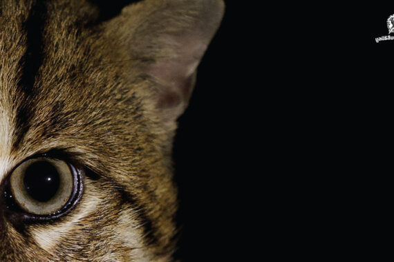 ถอดบทเรียนโครงการส่งเสริมการอนุรักษ์เสือปลาโดยกระบวนการมีส่วนร่วมของชุมชนรอบพื้นที่อุทยานแห่งชาติเขาสามร้อยยอด