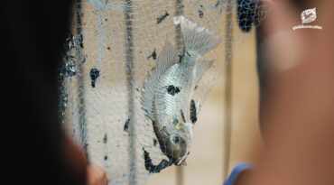 Alien Hunter เทคโนโลยีที่เปลี่ยนทุกคนให้กลายเป็นนักล่าปลาหมอคางดำ และปกป้องความหลากหลายทางชีวภาพของไทย