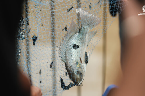 Alien Hunter เทคโนโลยีที่เปลี่ยนทุกคนให้กลายเป็นนักล่าปลาหมอคางดำ และปกป้องความหลากหลายทางชีวภาพของไทย