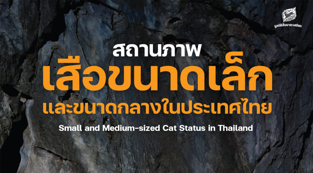 สถานภาพเสือขนาดเล็กและขนาดกลางในประเทศไทย