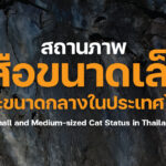 สถานภาพเสือขนาดเล็กและขนาดกลางในประเทศไทย