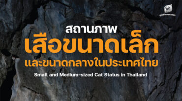 สถานภาพเสือขนาดเล็กและขนาดกลางในประเทศไทย