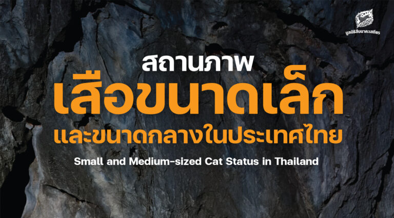 สถานภาพเสือขนาดเล็กและขนาดกลางในประเทศไทย