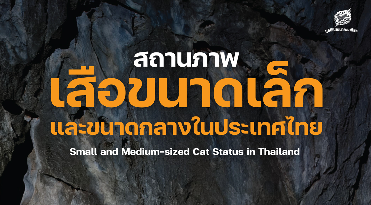 สถานภาพเสือขนาดเล็กและขนาดกลางในประเทศไทย