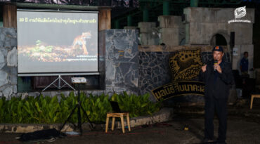 สองทศวรรษแห่งการศึกษาเสือโคร่งในผืนป่ามรดกโลก ทุ่งใหญ่–ห้วยขาแข้ง แหล่งสำคัญการฟื้นฟูประชากร