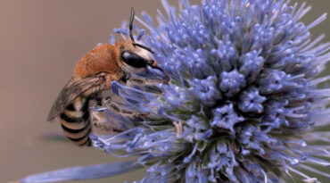 เมื่อแมลงทยอยลดลง สมดุลของ ดิน น้ำ อาหาร ก็เริ่มพังทลาย