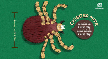 สายเข้าป่าต้องระวัง! ชวนรู้จัก ‘ไรอ่อน’ สัตว์ขาข้อ พาหะนำโรคสครับไทฟัส