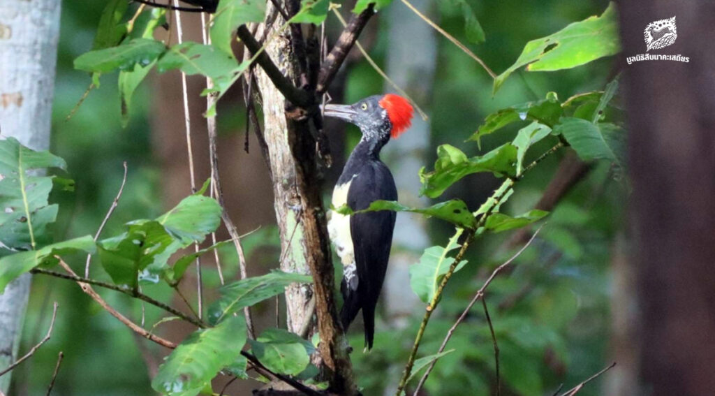 เมื่อพื้นที่สีเขียวเบ่งบาน เหล่าวิหคก็เริ่มโบยบินและทำรัง