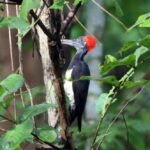 เมื่อพื้นที่สีเขียวเบ่งบาน เหล่าวิหคก็เริ่มโบยบินและทำรัง