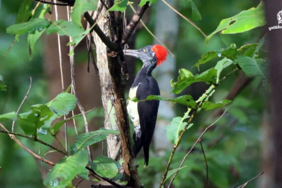 เมื่อพื้นที่สีเขียวเบ่งบาน เหล่าวิหคก็เริ่มโบยบินและทำรัง