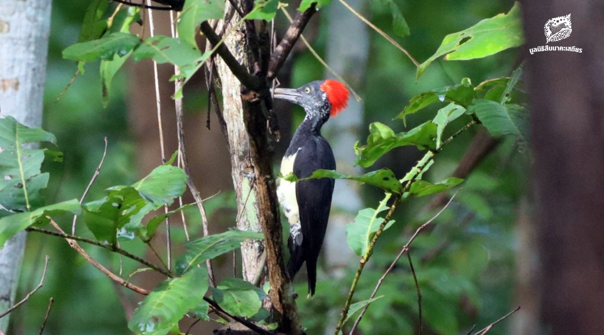 เมื่อพื้นที่สีเขียวเบ่งบาน เหล่าวิหคก็เริ่มโบยบินและทำรัง