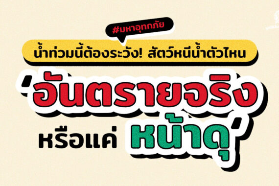 น้ำท่วมนี้ต้องระวัง! สัตว์หนีน้ำตัวไหน ‘อันตรายจริงหรือแค่หน้าดุ’