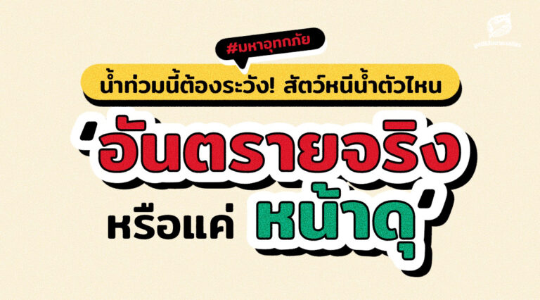 น้ำท่วมนี้ต้องระวัง! สัตว์หนีน้ำตัวไหน ‘อันตรายจริงหรือแค่หน้าดุ’
