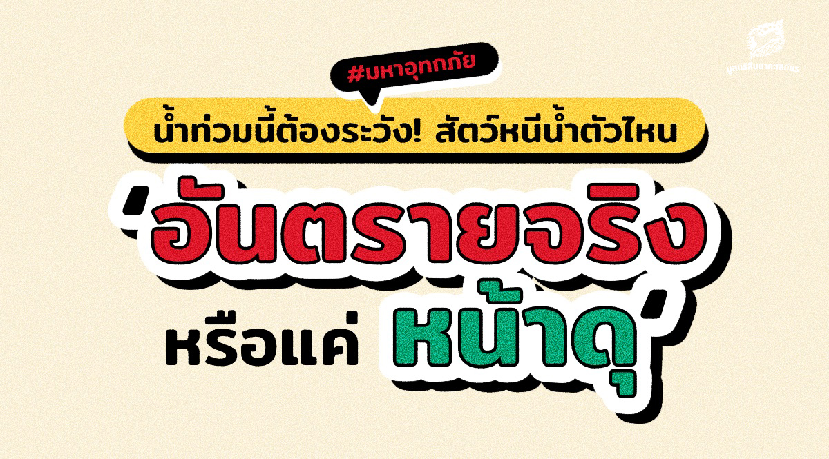 น้ำท่วมนี้ต้องระวัง! สัตว์หนีน้ำตัวไหน ‘อันตรายจริงหรือแค่หน้าดุ’