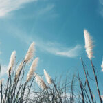 แถลงการณ์แสดงจุดยืนของภาคีเครือข่ายอากาศสะอาด (ร่างพระราชบัญญัติบริหารจัดการเพื่ออากาศสะอาด พ.ศ. ….)