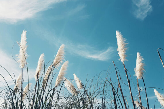 แถลงการณ์แสดงจุดยืนของภาคีเครือข่ายอากาศสะอาด (ร่างพระราชบัญญัติบริหารจัดการเพื่ออากาศสะอาด พ.ศ. ….)