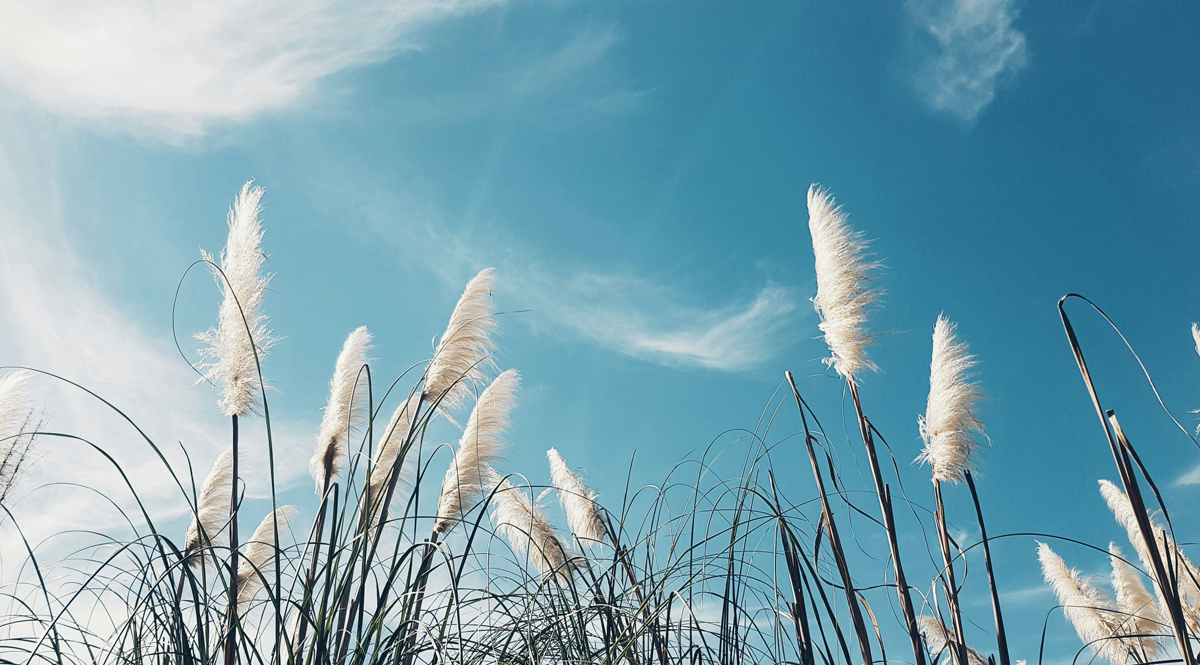 แถลงการณ์แสดงจุดยืนของภาคีเครือข่ายอากาศสะอาด (ร่างพระราชบัญญัติบริหารจัดการเพื่ออากาศสะอาด พ.ศ. ….)