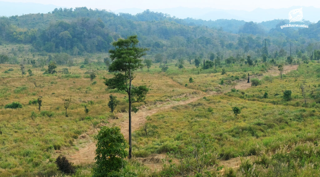 เส้นทางสู่ ‘หัวหน้าพื้นที่อนุรักษ์’ เมื่อความโปร่งใสต้องมาก่อนเส้นสาย