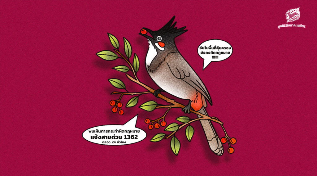 ยังไม่มีผลทางกฎหมาย! มติเห็นชอบ ‘ปลดนกปรอดหัวโขน’ ออกจากบัญชีสัตว์ป่าคุ้มครอง ต้องรอเสนอ ครม. ก่อนมีผลบังคับใช้