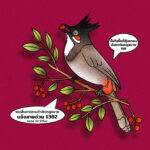 ยังไม่มีผลทางกฎหมาย! มติเห็นชอบ ‘ปลดนกปรอดหัวโขน’ ออกจากบัญชีสัตว์ป่าคุ้มครอง ต้องรอเสนอ ครม. ก่อนมีผลบังคับใช้