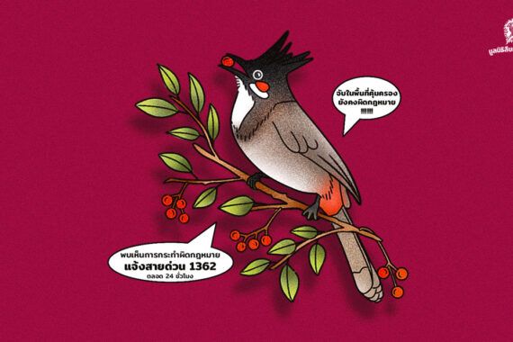 ยังไม่มีผลทางกฎหมาย! มติเห็นชอบ ‘ปลดนกปรอดหัวโขน’ ออกจากบัญชีสัตว์ป่าคุ้มครอง ต้องรอเสนอ ครม. ก่อนมีผลบังคับใช้