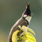 แถลงการณ์ฉบับที่ 2 คัดค้านการปลดนกปรอดหัวโขนออกจากบัญชีรายชื่อสัตว์ป่าคุ้มครอง