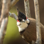 จดหมายเปิดผนึกถึงคณะกรรมการสงวนและคุ้มครองสัตว์ป่า เรื่อง ขอให้ทบทวนยุติ “การปลดนกปรอดหัวโขนออกจากบัญชีสัตว์ป่าคุ้มครอง”