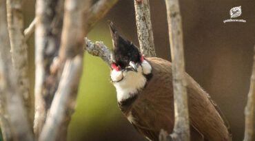 จดหมายเปิดผนึกถึงคณะกรรมการสงวนและคุ้มครองสัตว์ป่า เรื่อง ขอให้ทบทวนยุติ “การปลดนกปรอดหัวโขนออกจากบัญชีสัตว์ป่าคุ้มครอง”