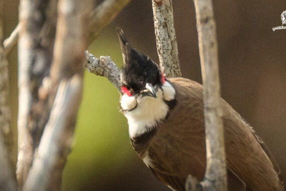 จดหมายเปิดผนึกถึงคณะกรรมการสงวนและคุ้มครองสัตว์ป่า เรื่อง ขอให้ทบทวนยุติ “การปลดนกปรอดหัวโขนออกจากบัญชีสัตว์ป่าคุ้มครอง”