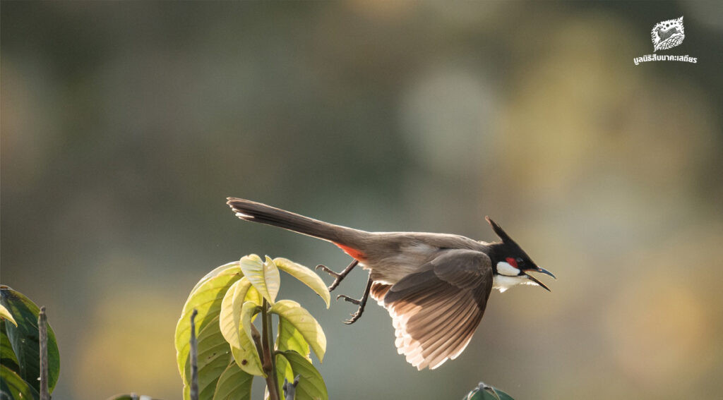 คกก. สงวนและคุ้มครองสัตว์ป่า มีมติรับรอง ‘ปลดนกปรอดหัวโขน’ ออกจากบัญชีสัตว์ป่าคุ้มครอง