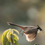 คกก. สงวนและคุ้มครองสัตว์ป่า มีมติรับรอง ‘ปลดนกปรอดหัวโขน’ ออกจากบัญชีสัตว์ป่าคุ้มครอง