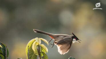 คกก. สงวนและคุ้มครองสัตว์ป่า มีมติรับรอง ‘ปลดนกปรอดหัวโขน’ ออกจากบัญชีสัตว์ป่าคุ้มครอง