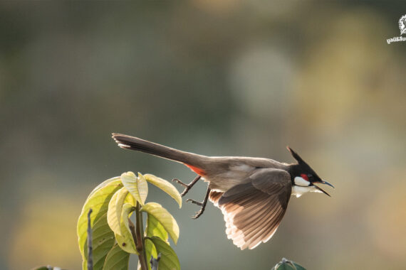 คกก. สงวนและคุ้มครองสัตว์ป่า มีมติรับรอง ‘ปลดนกปรอดหัวโขน’ ออกจากบัญชีสัตว์ป่าคุ้มครอง