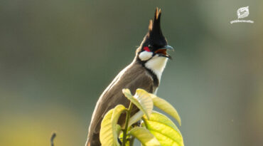 แถลงการณ์ฉบับที่ 2 คัดค้านการปลดนกปรอดหัวโขนออกจากบัญชีรายชื่อสัตว์ป่าคุ้มครอง￼