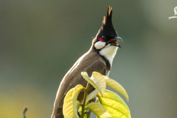 แถลงการณ์ฉบับที่ 2 คัดค้านการปลดนกปรอดหัวโขนออกจากบัญชีรายชื่อสัตว์ป่าคุ้มครอง￼