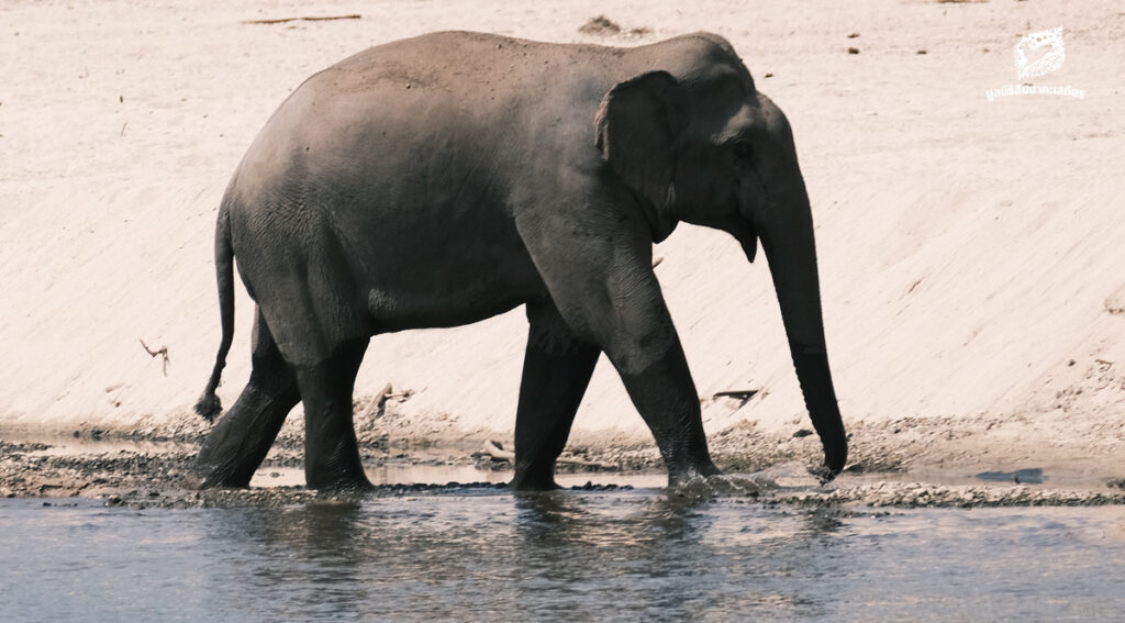 คนเฝ้าช้าง (ตอน 10)