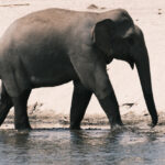 คนเฝ้าช้าง (ตอน 10)