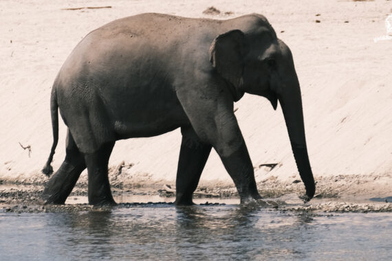 คนเฝ้าช้าง (ตอน 10)